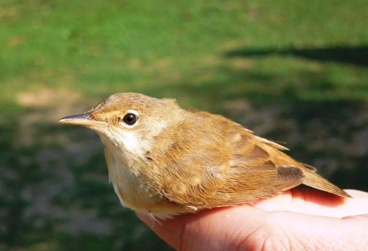 IUS na Drugom internacionalnom kampu "Boračko jezero 2012″