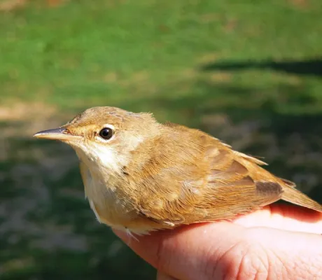 IUS na Drugom internacionalnom kampu "Boračko jezero 2012″