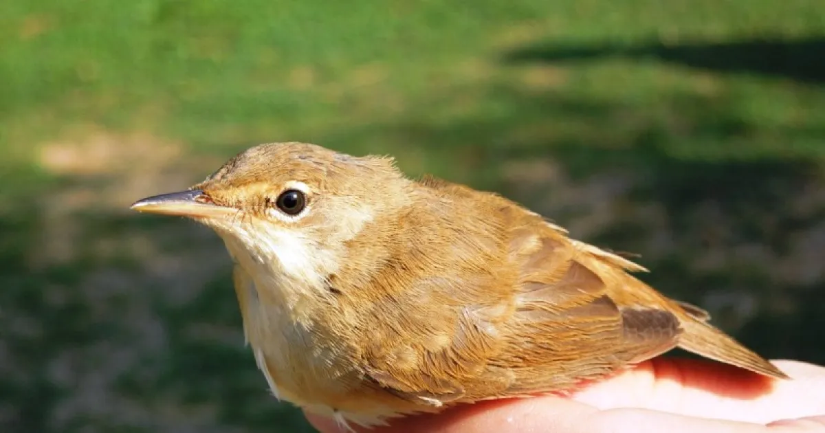 IUS na Drugom internacionalnom kampu "Boračko jezero 2012″